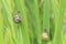 Close up of grove snail, brown-lipped snail Cepaea nemoralis b