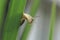 Close up of grove snail, brown-lipped snail Cepaea nemoralis b