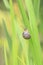 Close up of grove snail, brown-lipped snail Cepaea nemoralis b