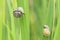 Close up of grove snail, brown-lipped snail Cepaea nemoralis b