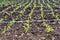 close up Grow up young salad tree row of Agricultural farming