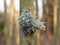 close up of growing fungus moss growing on tree winter