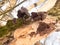 close up of growing hanging jelly ears tree elder - Auricularia auricula-judae (Bull.) Wettst. - Jelly Ear Fungus