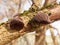 close up of growing hanging jelly ears tree elder - Auricularia auricula-judae (Bull.) Wettst. - Jelly Ear Fungus