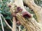 close up of growing hanging jelly ears tree elder - Auricularia auricula-judae (Bull. ) Wettst. - Jelly Ear Fungus