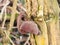 close up of growing hanging jelly ears tree elder - Auricularia auricula-judae (Bull.) Wettst. - Jelly Ear Fungus
