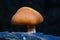 Close up of a growing mushroom on bark