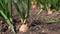 Close up of growing onion in garden. Blooming onion in ground. Concept of space for your text