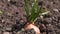 Close up of growing onion in garden. Blooming onion in ground. Concept of space for your text