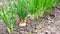 Close up of growing onion in garden. Blooming onion in ground. Concept of space for your text.