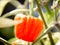 Close-up of a growing orange habanero chili