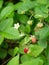 Close-up of growing red ripe wild strawberry (Fragaria vesca) on stem in forrest.