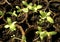 Close-up of growing seedlings of vegetables and flowers in peat pots. Young plants sitting in sunlight in a modern eco