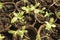 Close-up of growing seedlings of vegetables and flowers in peat pots. Young plants sitting in sunlight in a modern eco