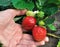 Close-up of the growing strawberry plant