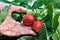 Close-up of the growing strawberry plant