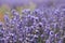 Close-up of growing violet lavender in French Provence