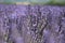 Close-up of growing violet lavender in French Provence