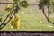 Close-up of growing young vine plants tied to metal frame with green leaves and big golden yellow ripe grape clusters on blurred