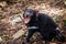 Close up of a growling Tasmanian Devil - fierce expression