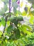 Close-up of Guava on tree