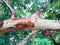 Close-up of Guava tree bark