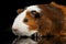 Close-up Guinea pig on isolated black background