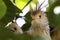 Close-up of a Guira cuckoo in a leafy tree, Amazon, Brazil