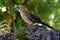 Close up of a Guira Cuckoo on a Perch at Moody Gardens