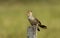 Close up of a guira cuckoo perched on a wooden post