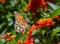 Close up of a gulf frilitary butterfly