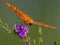 Close-up of Gulf Fritillary on Purple Golden Dewdrop Flower, Seminole, Florida