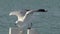 Close up from a gull flying away in slow motion in Monkey Mia Shark Bay National Park