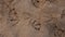 Close up of gull footprints in the sand of a beach