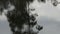 Close up of a gum tree reflected on the narcissus river