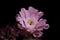 Close up gymnocalycium cactus flower blooming against dark background