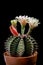 Close up gymnocalycium mihanovichii cactus flower blooming