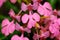 Close up of Habenaria rhodochela flowers