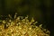 Close up haircap moss with water drops the rain