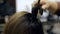 Close up of a hairdresser straightening long hair with hair irons.