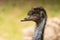 Close-up of hairy black head of emu