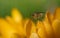 Close-up of a hairy fly sitting on the petals of yellow crocus against a green background