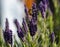 Close up of a Hairy Footed Flower Bee on French Lavender