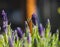 Close up of a Hairy Footed Flower Bee on French Lavender flower