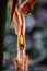 Close-up of Hairy Heliconia in Costa Rica