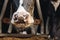 Close up of a hairy nose of black and white cow