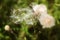 Close up of hairy pappus and buds of field thistle (Cirsium arvense)