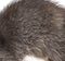 Close-up on a the hairy Raccoon, brown fur, beautiful natural texture