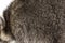 Close-up on a the hairy Raccoon, brown fur, beautiful natural texture