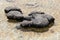 Close up Hamelin Pool Stromatolites